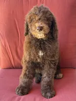 King, a male Poodle - Standard  for sale in Sacramento, CA – 1 of 10