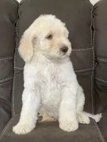Prince, a male Poodle - Standard  for sale in Sacramento, CA – 7 of 10