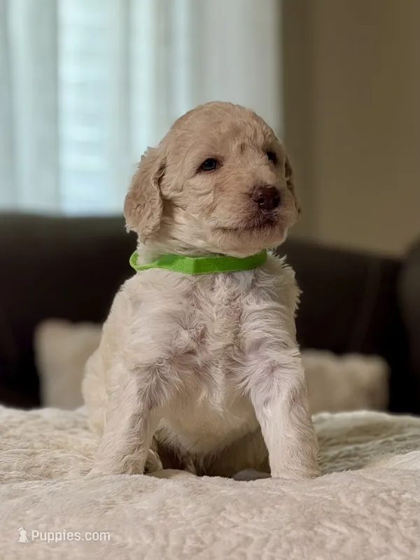 Prince – Poodle - Standard  puppy for sale in Sacramento, CA