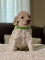 Prince, a male Poodle - Standard  for sale in Sacramento, CA – 1 of 2