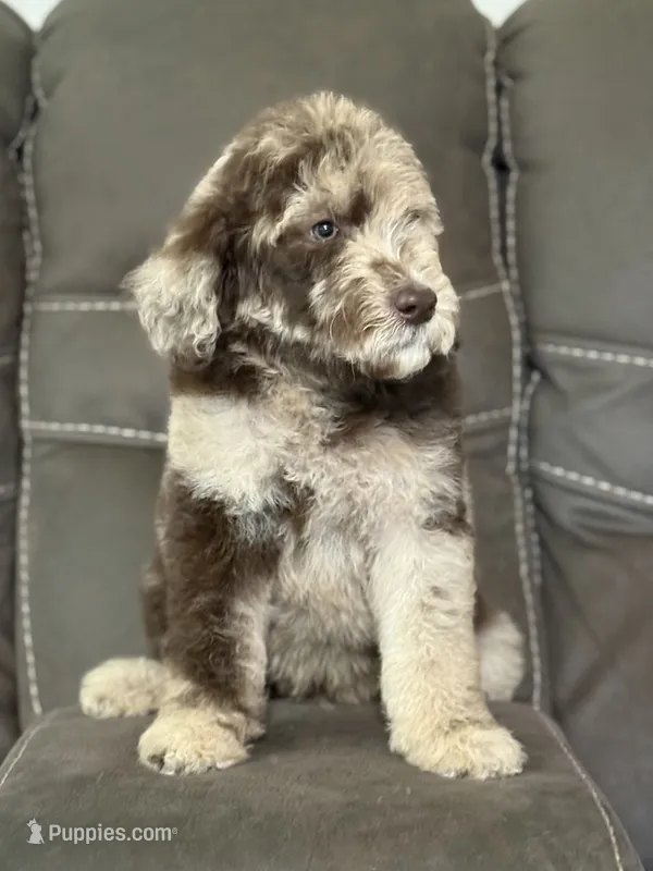 Baron – Poodle - Standard  puppy for sale in Sacramento, CA