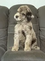 Duke, a male Poodle - Standard  for sale in Sacramento, CA – 7 of 10