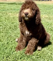 King, a male Poodle - Standard  for sale in Sacramento, CA – 2 of 10