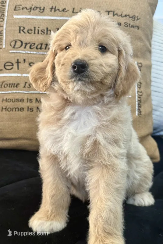 Kingston  – Miniature Goldendoodle puppy for sale in Sacramento, CA