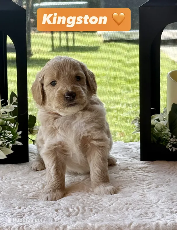 Kingston  – Miniature Goldendoodle puppy for sale in Sacramento, CA