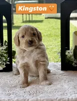 Kingston , a male Miniature Goldendoodle for sale in Sacramento, CA – 1 of 3