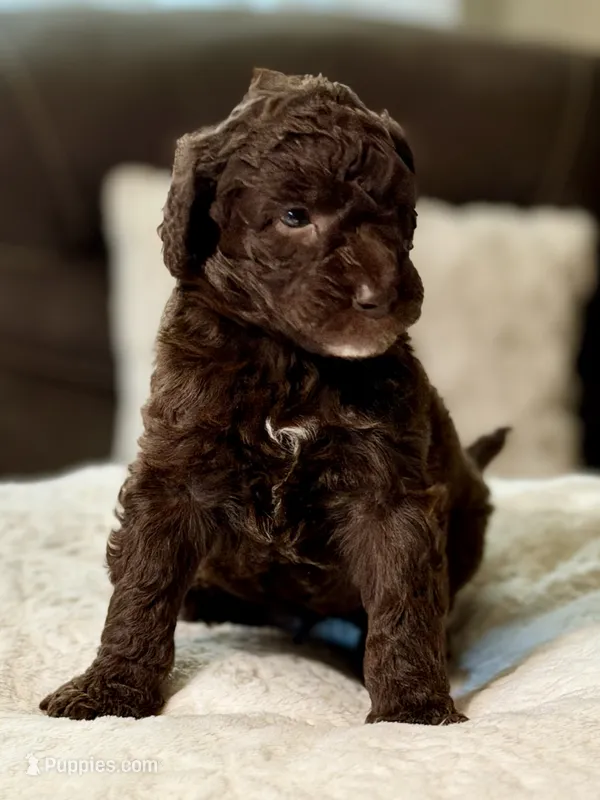 King – Poodle - Standard  puppy for sale in Sacramento, CA