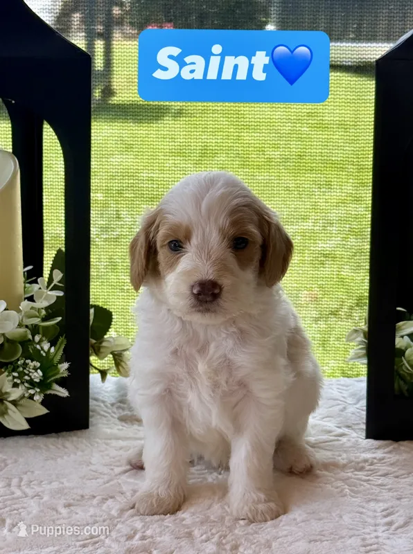 Saint – Miniature Goldendoodle puppy for sale in Sacramento, CA