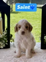 Saint, a male Miniature Goldendoodle for sale in Sacramento, CA – 1 of 3