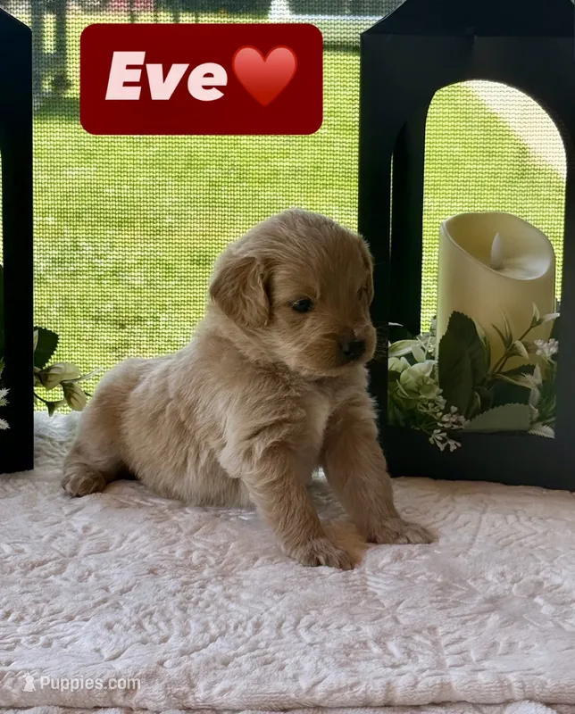 Eve – Miniature Goldendoodle puppy for sale in Sacramento, CA
