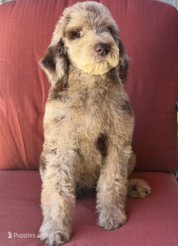 Duke – Poodle - Standard  puppy for sale in Sacramento, CA