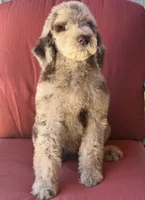 Duke, a male Poodle - Standard  for sale in Sacramento, CA – 1 of 10