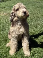 Duke, a male Poodle - Standard  for sale in Sacramento, CA – 2 of 10