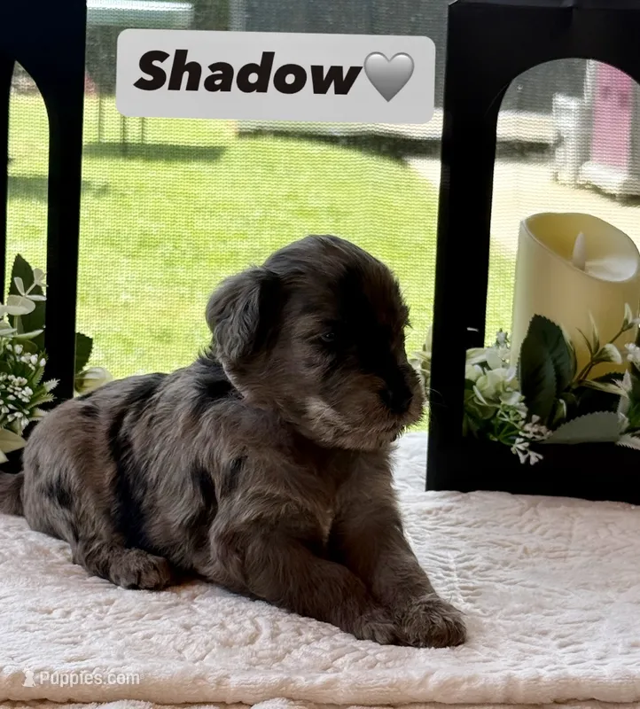 Shadow – Miniature Goldendoodle puppy for sale in Sacramento, CA