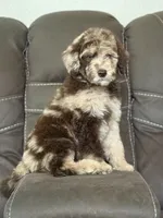Baron, a male Poodle - Standard  for sale in Sacramento, CA – 6 of 10