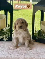 Royce , a male Miniature Goldendoodle for sale in Sacramento, CA – 1 of 3