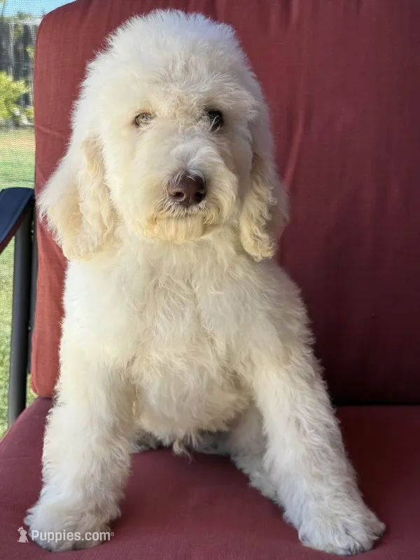 Prince – Poodle - Standard  puppy for sale in Sacramento, CA