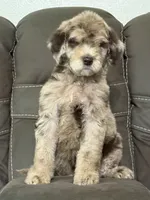 Duke, a male Poodle - Standard  for sale in Sacramento, CA – 5 of 10