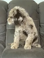 Duke, a male Poodle - Standard  for sale in Sacramento, CA – 8 of 10