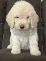 Noble, a male Poodle - Standard  for sale in Sacramento, CA – 7 of 9