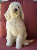 Prince, a male Poodle - Standard  for sale in Sacramento, CA – 2 of 10