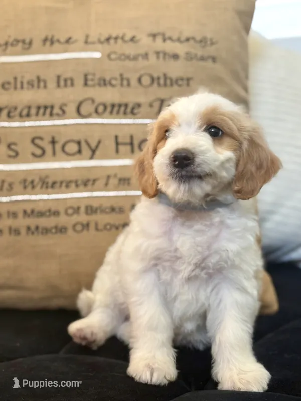 Saint – Miniature Goldendoodle puppy for sale in Sacramento, CA