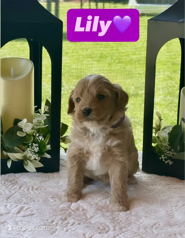 Lily – Miniature Goldendoodle puppy for sale in Sacramento, CA