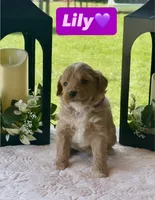 Lily, a female Miniature Goldendoodle for sale in Sacramento, CA – 1 of 3