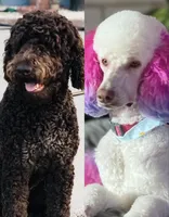 Prince, a male Poodle - Standard  for sale in Sacramento, CA – 2 of 2
