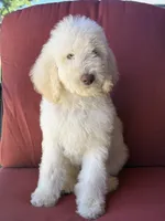 Noble, a male Poodle - Standard  for sale in Sacramento, CA – 2 of 9