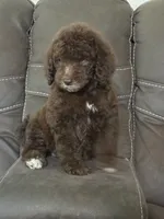 King, a male Poodle - Standard  for sale in Sacramento, CA – 8 of 10