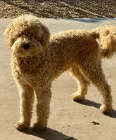 Kingston , a male Miniature Goldendoodle for sale in Sacramento, CA – 2 of 3