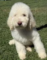 Noble, a male Poodle - Standard  for sale in Sacramento, CA – 3 of 9