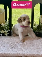 Grace, a female Miniature Goldendoodle for sale in Sacramento, CA – 1 of 3