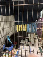 Kaladin, a male King Shepherd for sale in Davison, MI – Photo 4 of 4