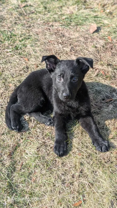 Kaladin, a male King Shepherd for sale in Davison, MI – Photo 1 of 4
