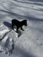 Kaladin, a male King Shepherd for sale in Davison, MI – Photo 3 of 4