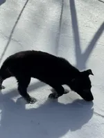 Sylphrena, a female King Shepherd for sale in Davison, MI – Photo 3 of 7