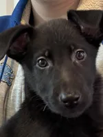 Sylphrena, a female King Shepherd for sale in Davison, MI – Photo 1 of 7