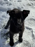 Sylphrena, a female King Shepherd for sale in Davison, MI – Photo 2 of 7