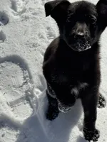 Sylphrena, a female King Shepherd for sale in Davison, MI – Photo 7 of 7