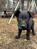 Kaladin , a male King Shepherd for sale in Davison, MI – Photo 2 of 2