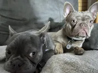 Mercy and Halo’s AKC First Litter Due November 2026!, a  French Bulldog for sale in Kalispell, MT – 6 of 10