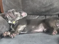 Mercy and Halo’s AKC First Litter Due November 2026!, a  French Bulldog for sale in Kalispell, MT – 10 of 10