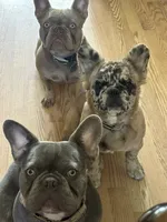 Mercy and Halo’s AKC First Litter Due November 2026!, a  French Bulldog for sale in Kalispell, MT – 3 of 10