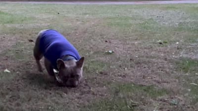 Mercy and Halo’s AKC First Litter Due November 2026!, a  French Bulldog for sale in Kalispell, MT – 5 of 10
