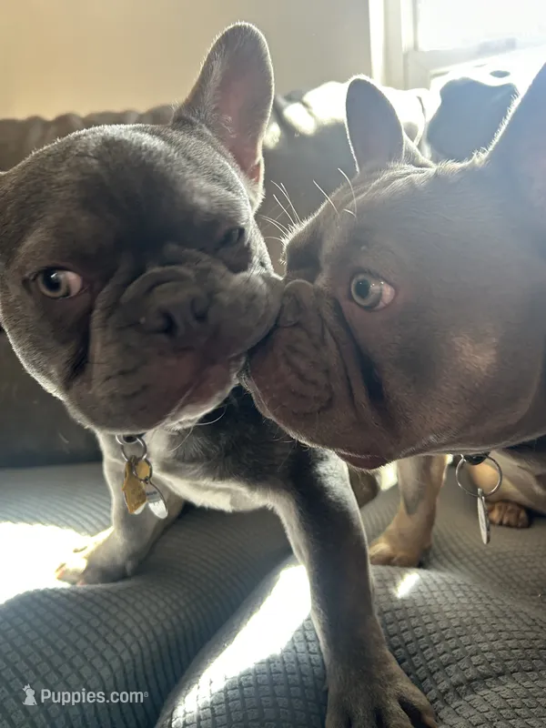 Mercy and Halo’s AKC First Litter Due November 2026! – French Bulldog puppy for sale in Kalispell, MT