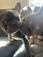 Mercy and Halo’s AKC First Litter Due November 2026!, a  French Bulldog for sale in Kalispell, MT – 9 of 10