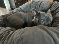 Mercy and Halo’s AKC First Litter Due November 2026!, a  French Bulldog for sale in Kalispell, MT – 2 of 10