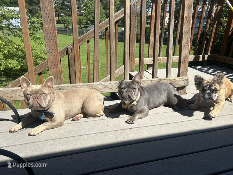 Mercy and Halo’s AKC First Litter Due November 2026! – French Bulldog puppy for sale in Kalispell, MT
